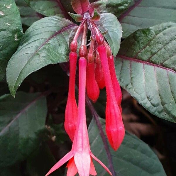 Fuchsia triphylla Bloem