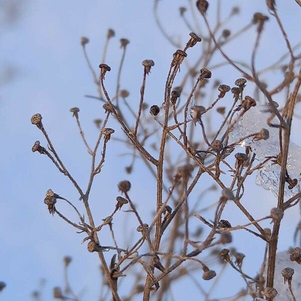 Erigeron canadensis 果