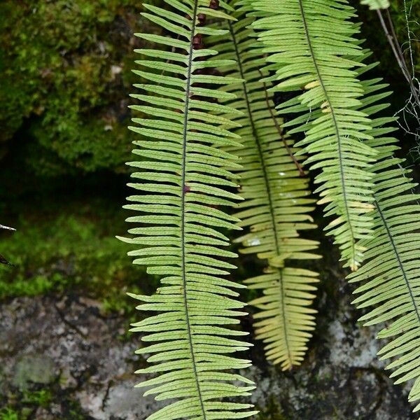 Pecluma plumula Blad