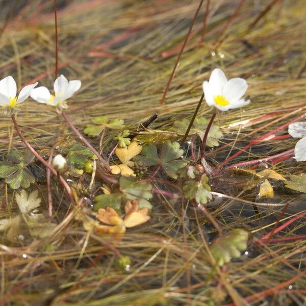 Ranunculus ololeucos Květ