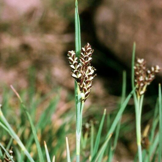 Carex bicolor 其他