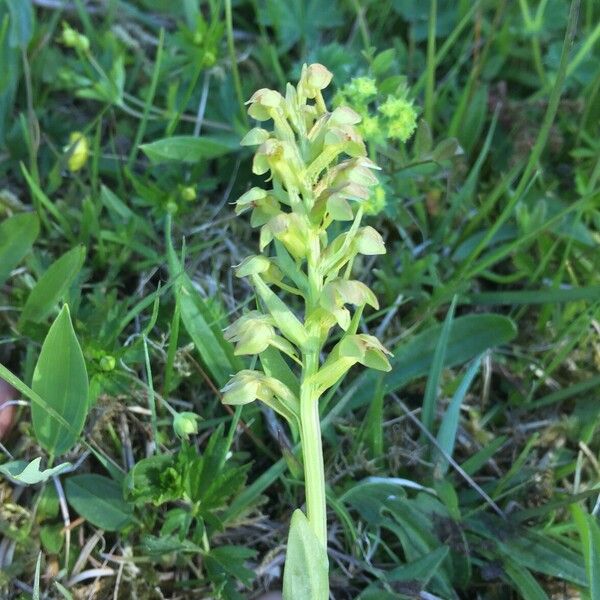 Dactylorhiza viridis Flower