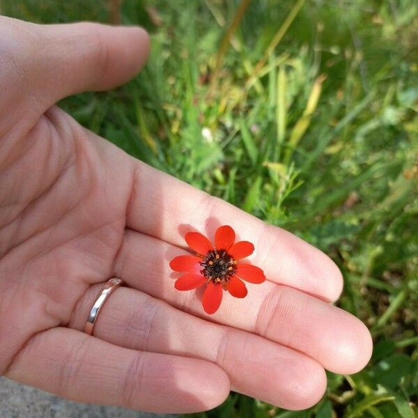 Adonis flammea Flower