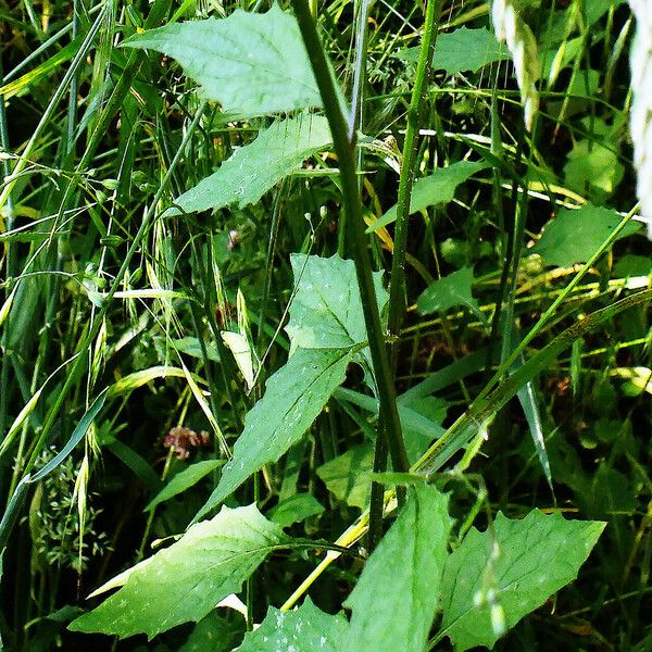 Lapsana communis Levél