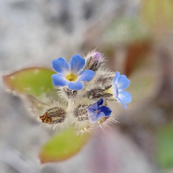 Myosotis ramosissima Flor