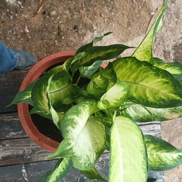 Dieffenbachia seguine Blatt