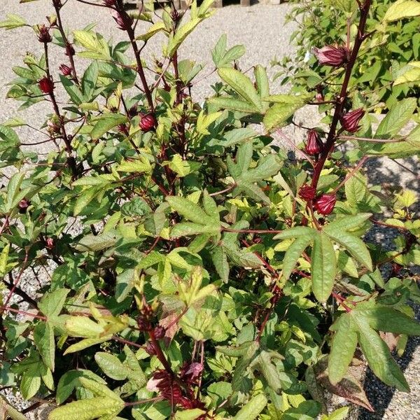 Hibiscus sabdariffa Habit