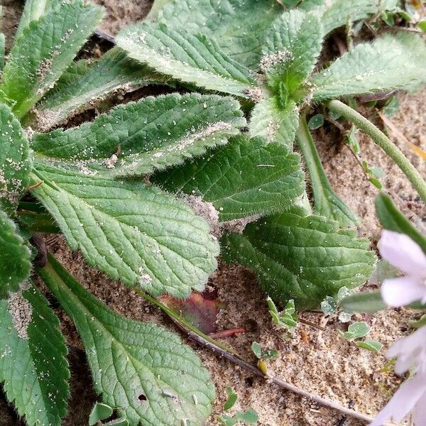 Scabiosa atropurpurea Folha