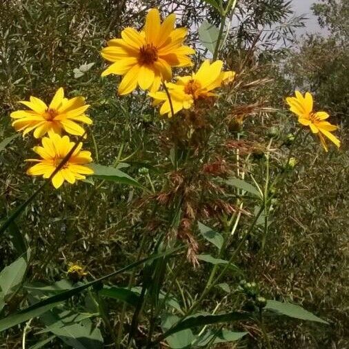 Helianthus tuberosus Habitus