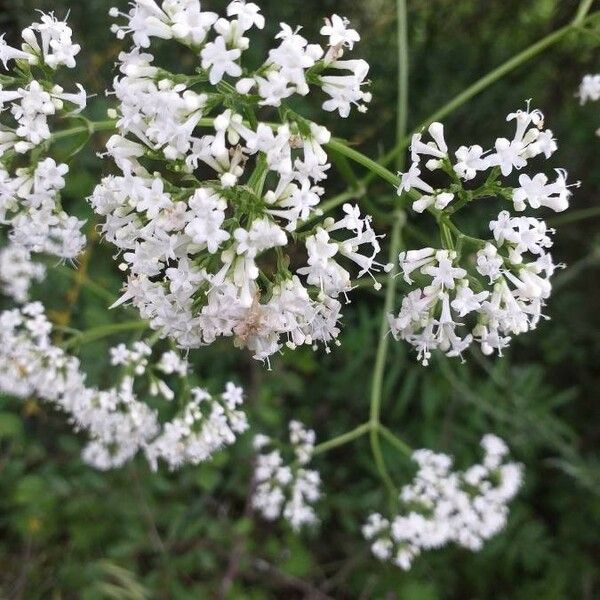 Valeriana officinalis Fiore