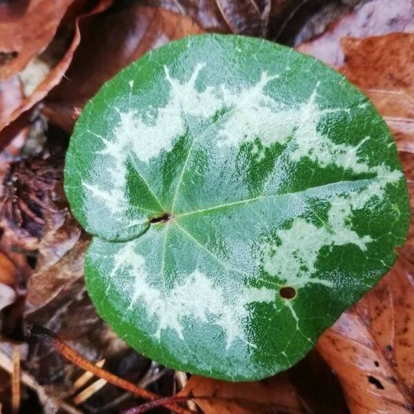 Cyclamen purpurascens Blad