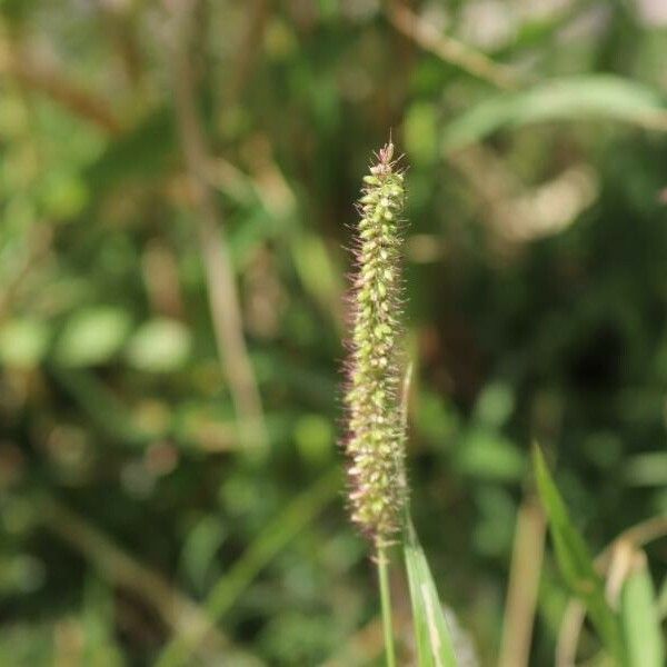 Setaria verticillata Flower