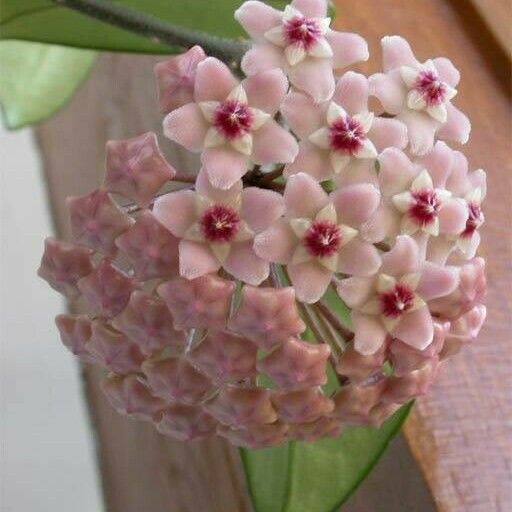 Hoya carnosa Blomma