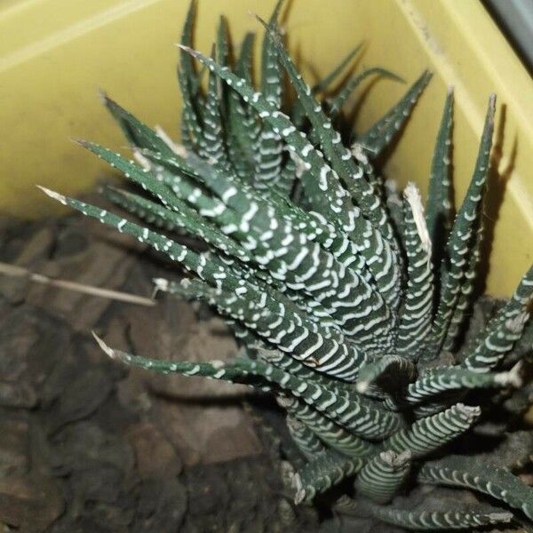 Haworthia fasciata পাতা