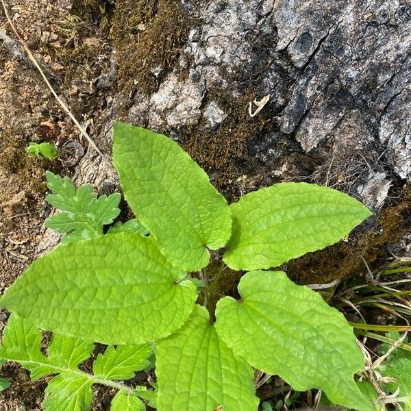 Smilax herbacea Leaf