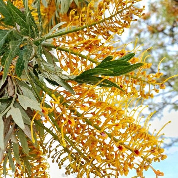 Grevillea robusta Květ