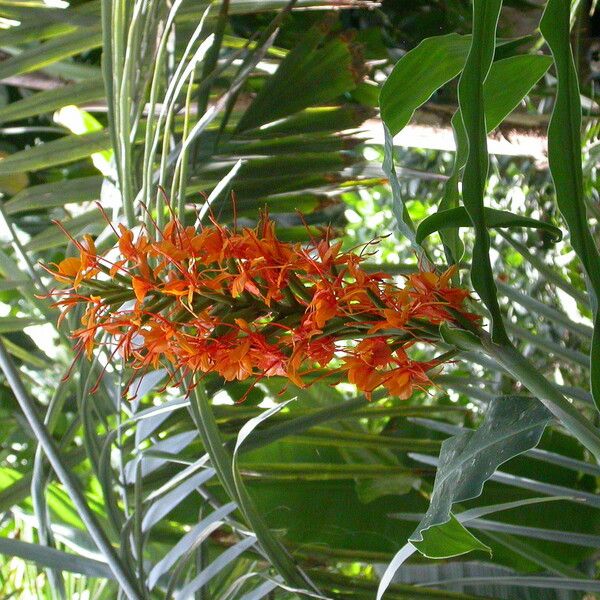 Hedychium coccineum Žiedas