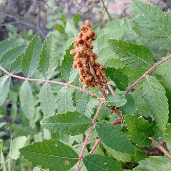 Rhus coriaria Фрукт