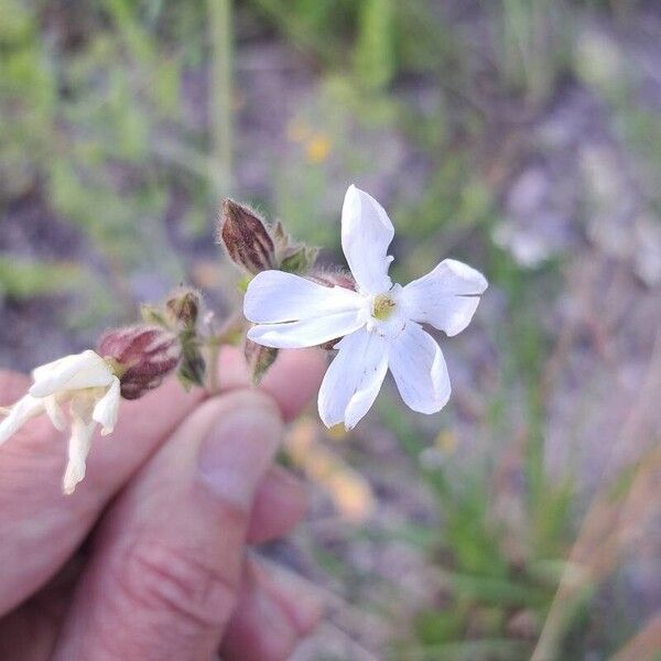 Silene dichotoma 花