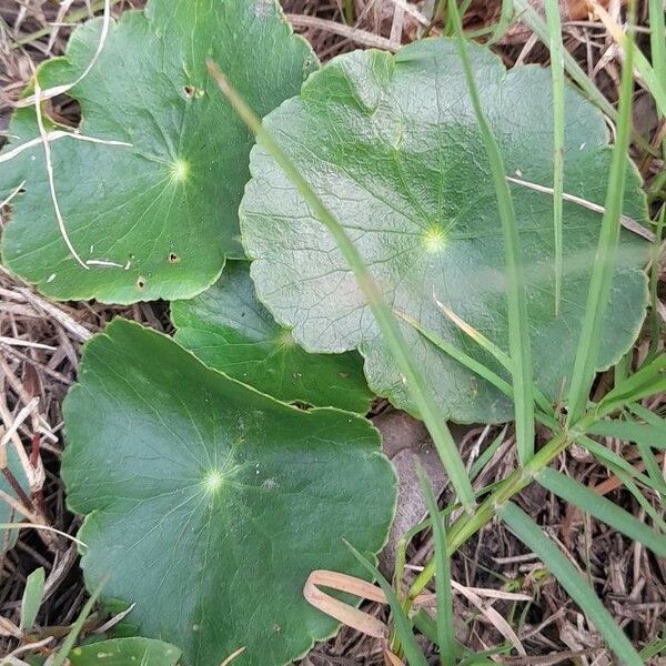 Hydrocotyle bonariensis Лист