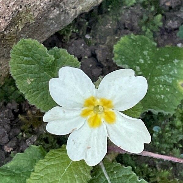 Primula vulgaris പുഷ്പം