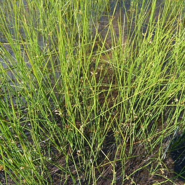 Juncus filiformis Habit