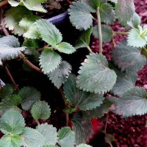 Acalypha macrostachya Leaf