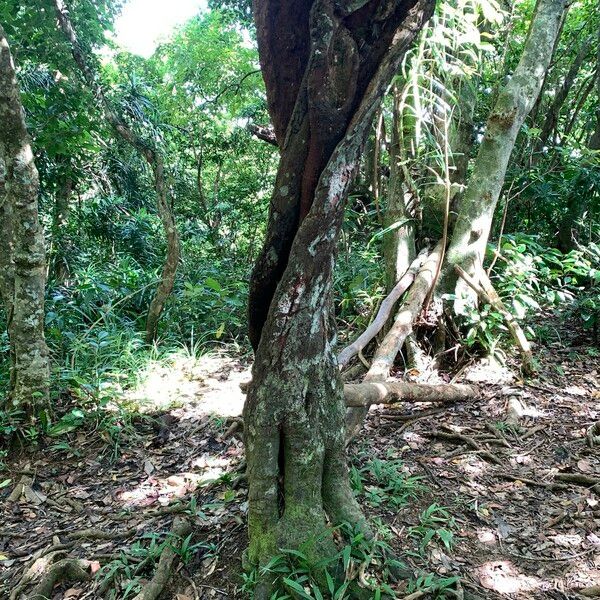 Syzygium acuminatissimum Bark