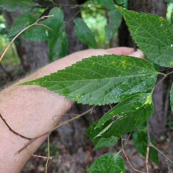 Celtis occidentalis List