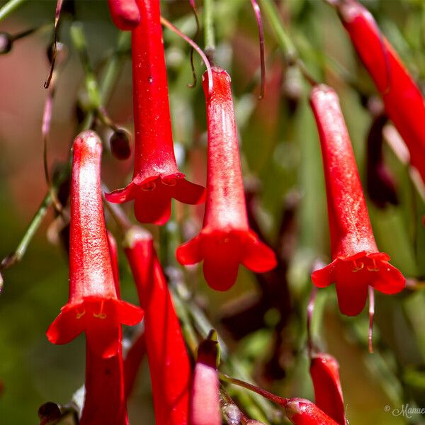 Penstemon centranthifolius ফুল