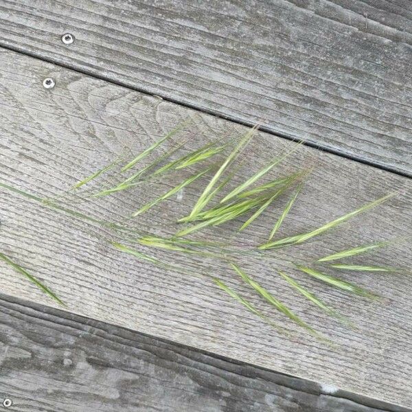 Bromus racemosus Fiore