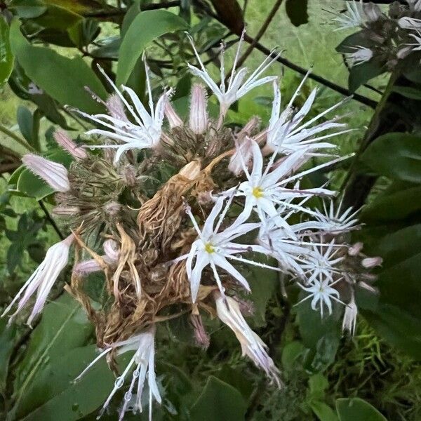 Virectaria major Blomma