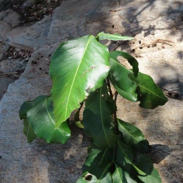 Garcinia livingstonei Blad