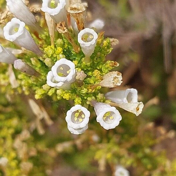 Fabiana imbricata Flower