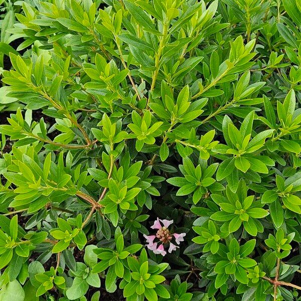 Rhododendron hirsutum Облик