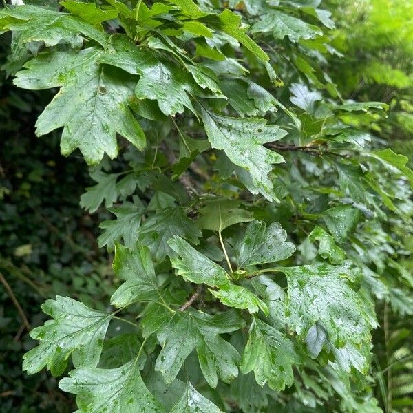 Crataegus laevigata ഇല