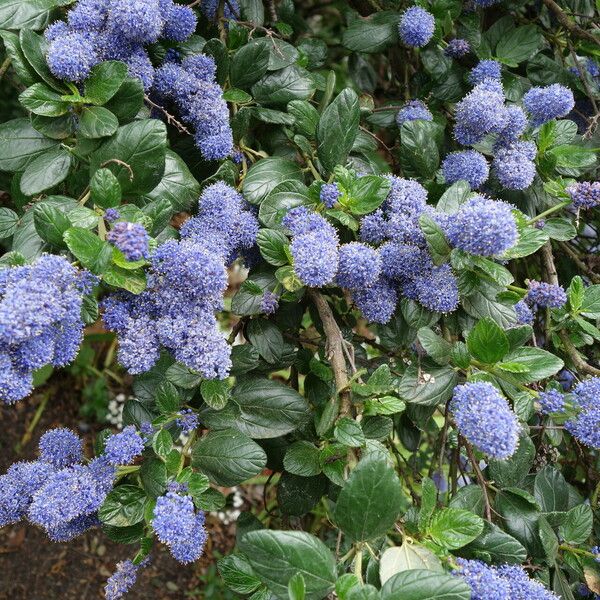 Ceanothus thyrsiflorus आदत