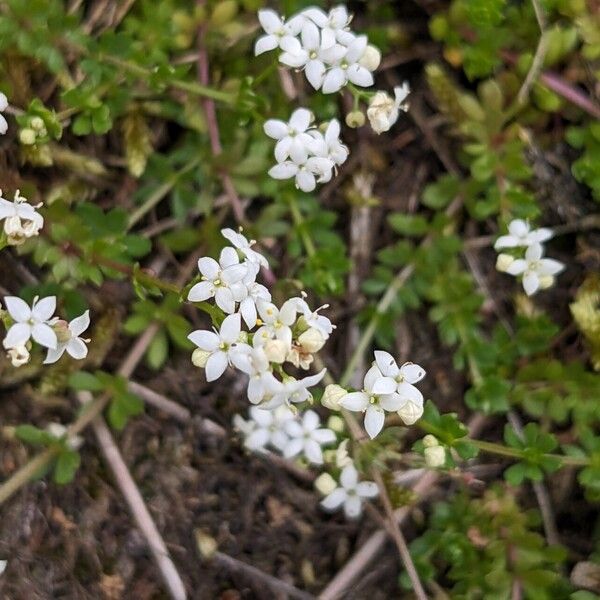 Galium saxatile Kukka