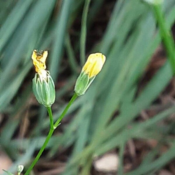 Lapsana communis Cvet