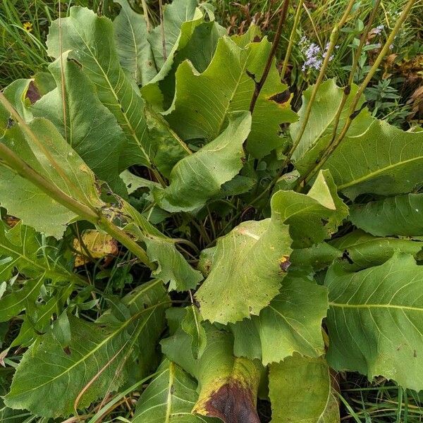 Silphium terebinthinaceum Lapas