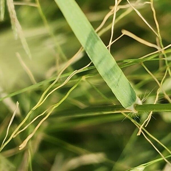 Eragrostis barrelieri Leaf