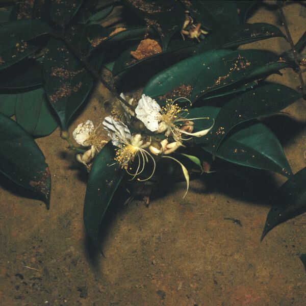 Swartzia polyphylla Flors