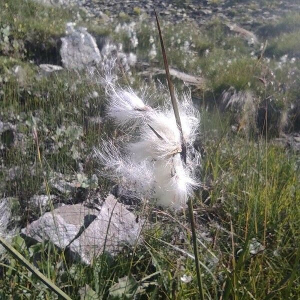 Eriophorum angustifolium Flower