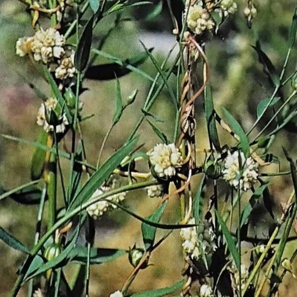 Cuscuta epilinum Flower