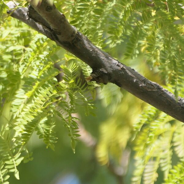 Jacaranda mimosifolia Koor