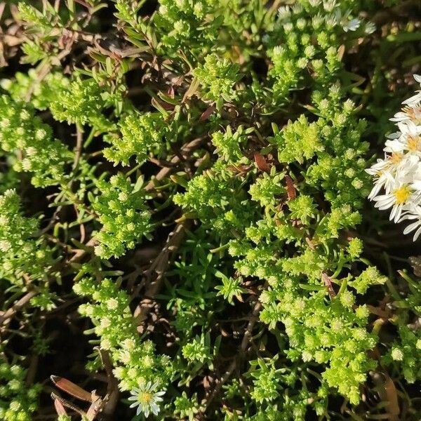 Symphyotrichum ericoides Leaf