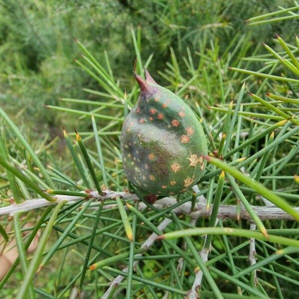 Hakea sericea Gyümölcs