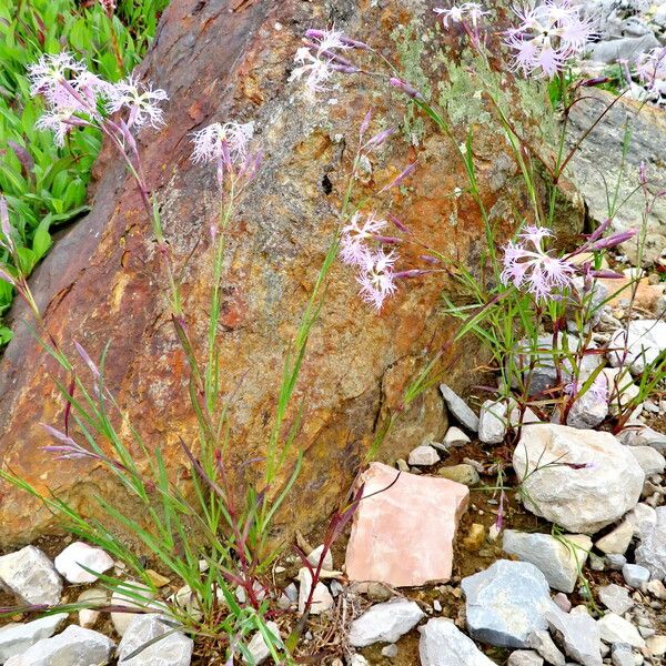 Dianthus superbus অভ্যাস