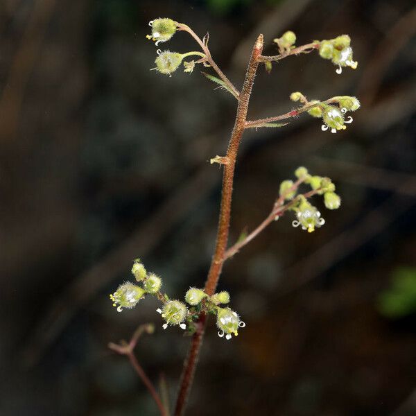 Heuchera maxima Fleur