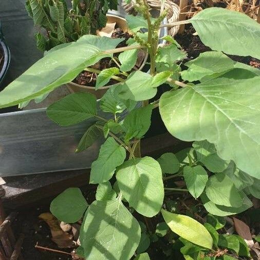 Amaranthus tortuosus 葉